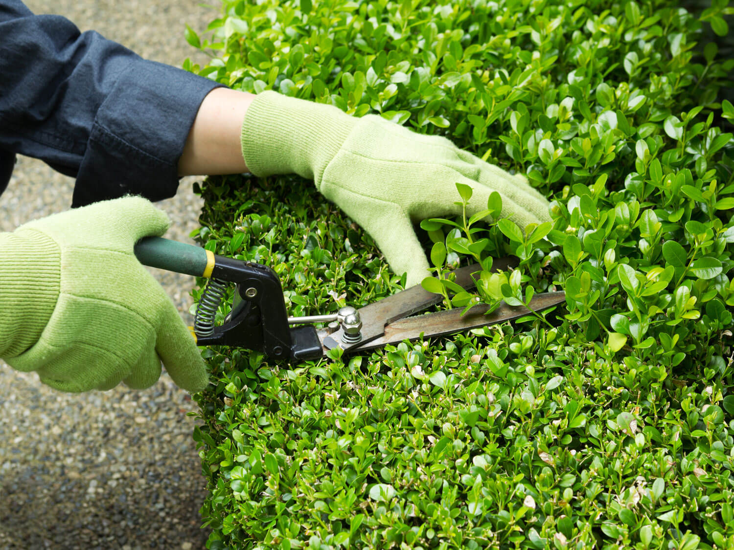 Hedge Maintenance 